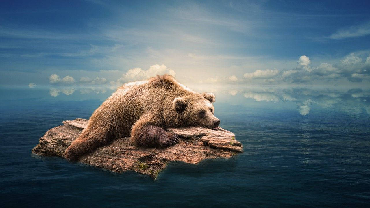 Stranded Grizzly Bear In The Ocean Wallpaper