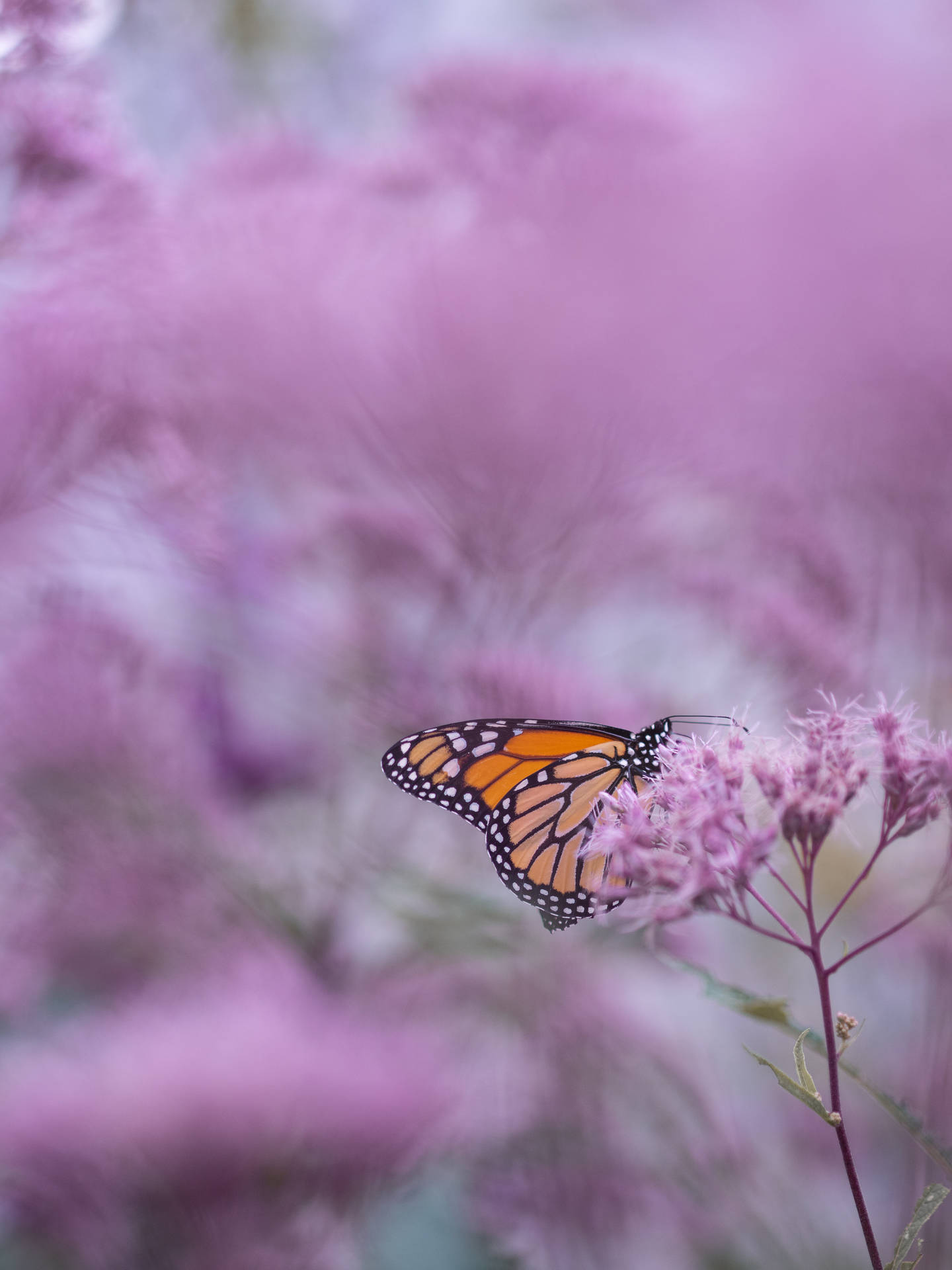 Stunning Close-up Of A Colorful Butterfly Wallpaper