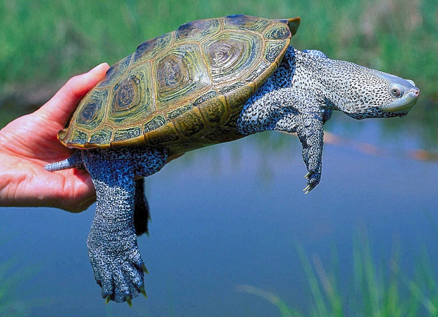 Stunning Diamondback Terrapin Swimming In Clear Waters Wallpaper