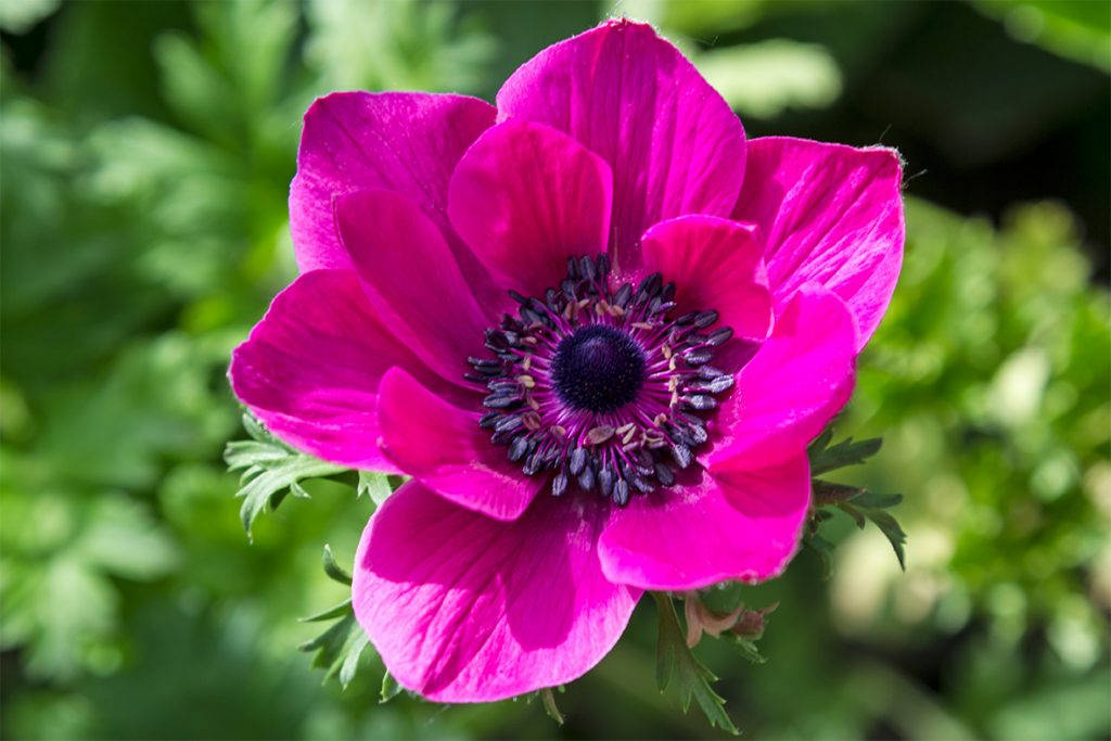 Stunning Fuchsia Anemone Flower Wallpaper