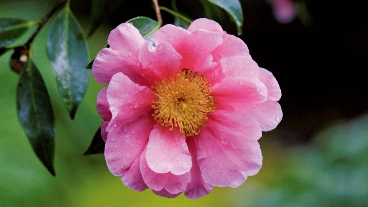 Stunning Pink Camellia Sasanqua Wallpaper