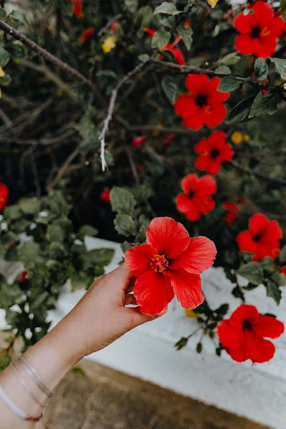 Stunning Red Hibiscus Flower Wallpaper