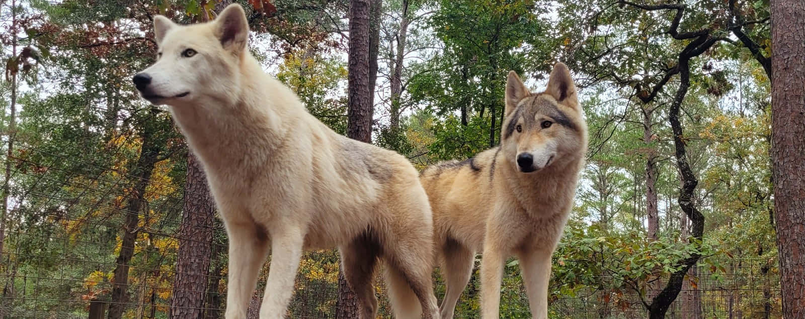 Stunning Wolfdog In Natural Environment Wallpaper