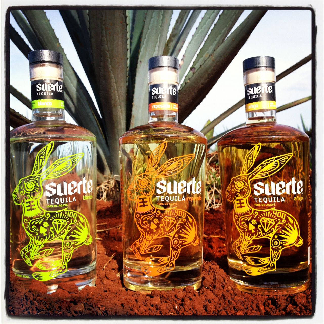 Suerte Bottles And Agave Plant Wallpaper