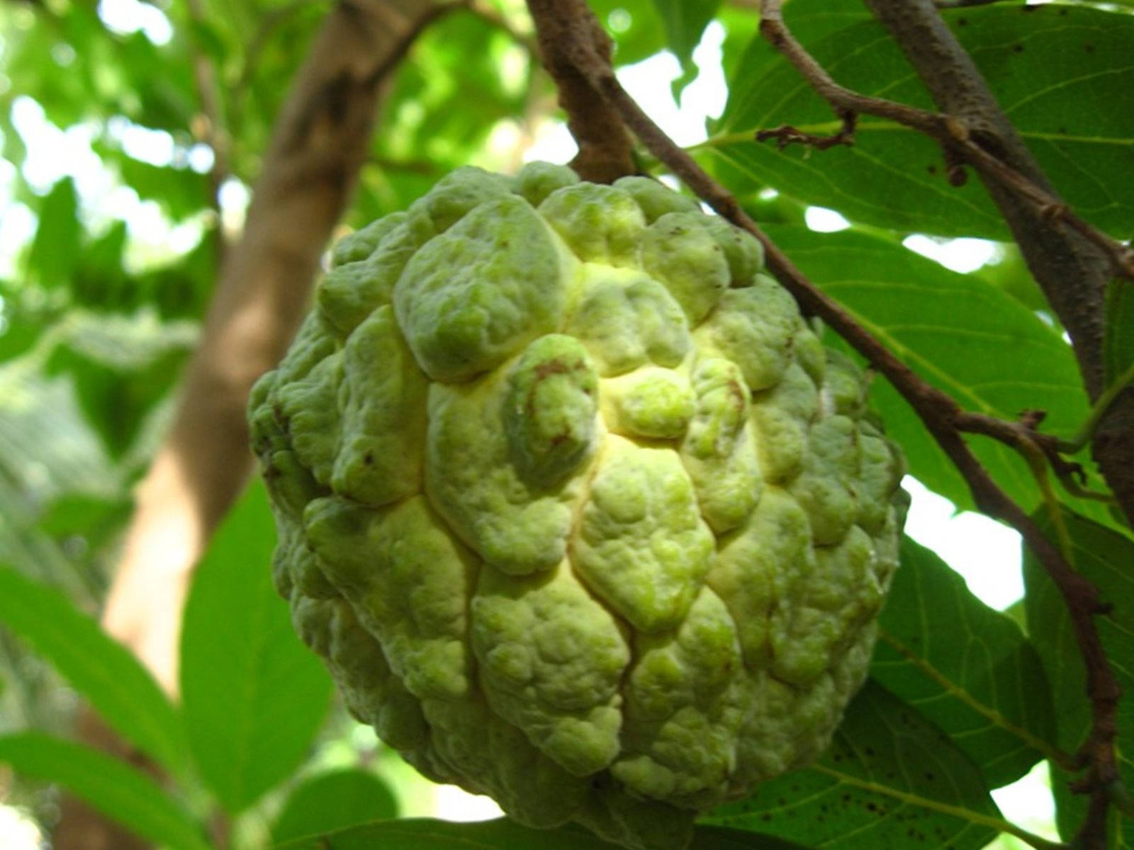 Sugar Apple Extraordinary Shape Wallpaper