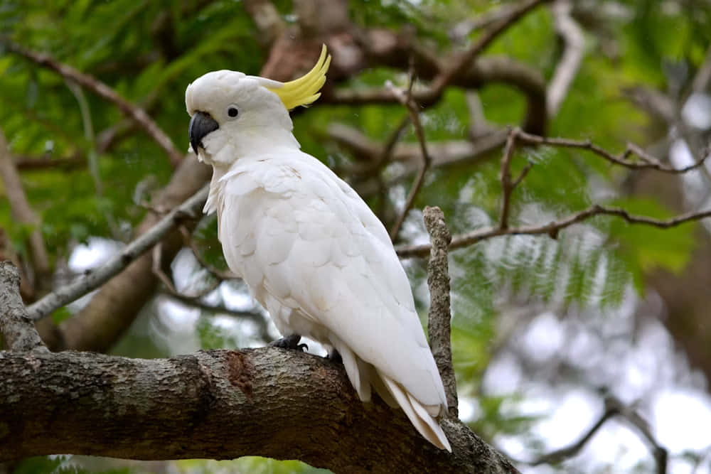 Sulphur Crested Cockatoo Perched Wallpaper