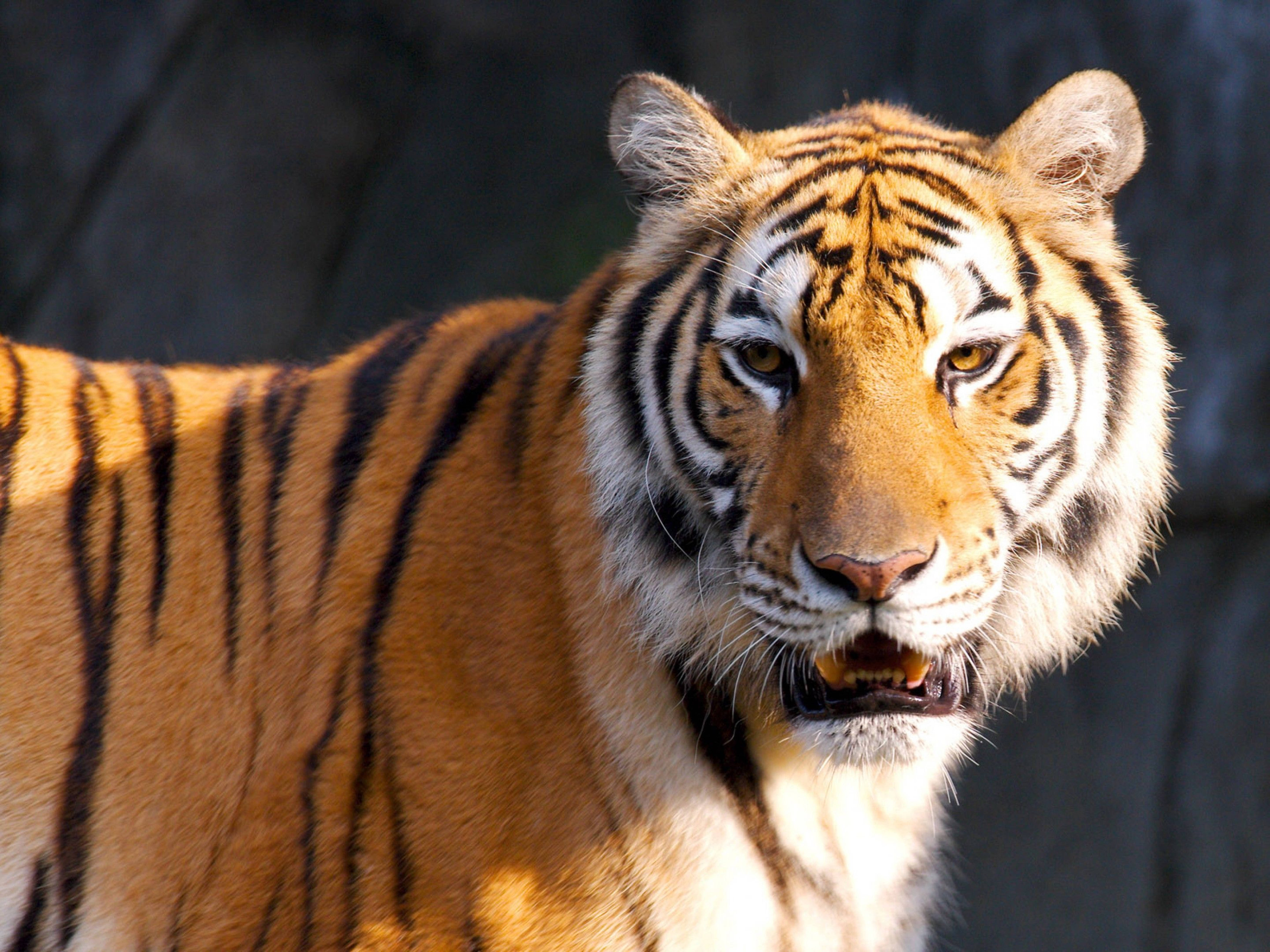 Sumatran Tiger Species 8k Tiger Uhd Wallpaper