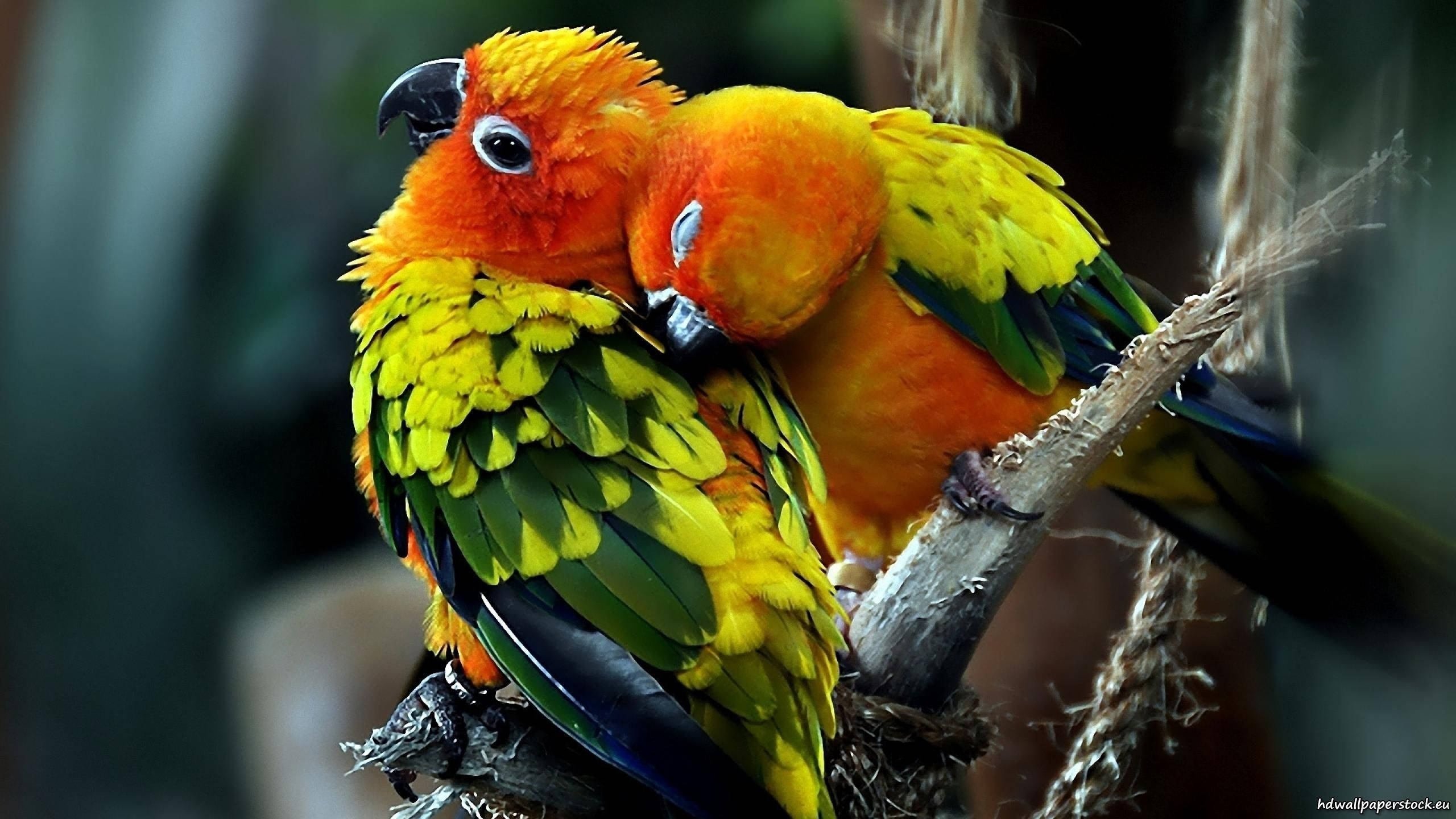 Sun Parakeets For Parrots Background Wallpaper