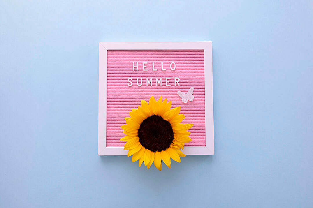 Sunflower Aesthetic Pink Frame Wallpaper