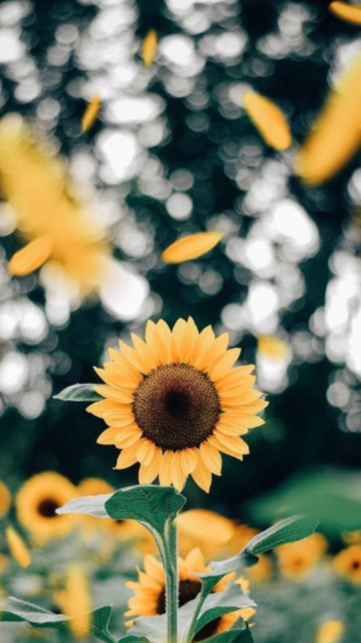 Sunflower Petals Flowers Aesthetic Wallpaper