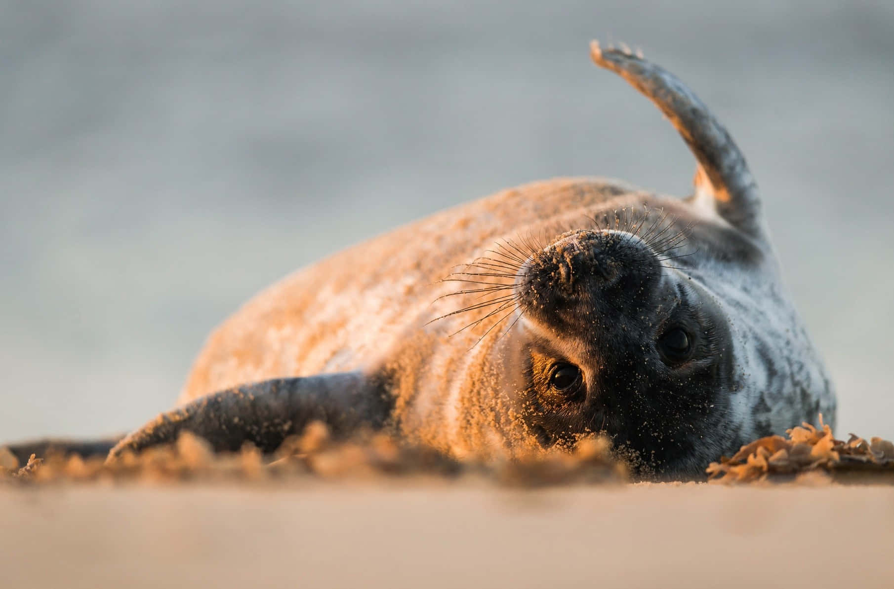 Sunset Seal Relaxingon Beach.jpg Wallpaper