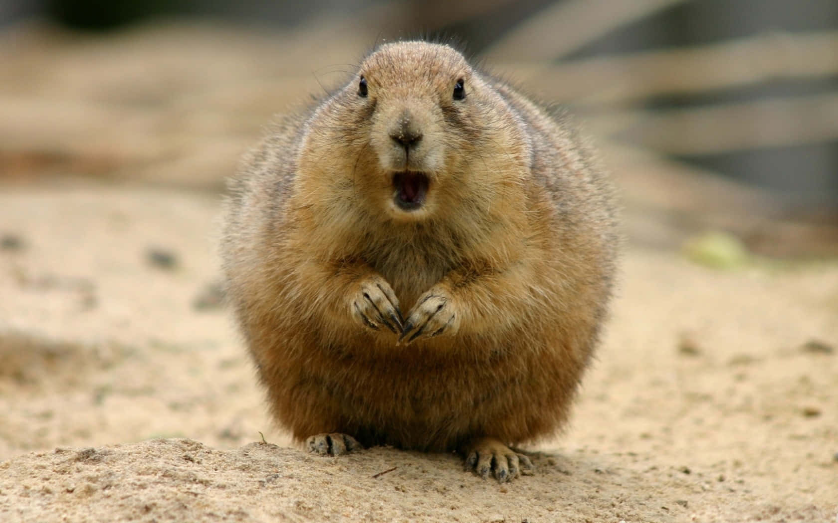 Surprised Groundhog Expression.jpg Wallpaper