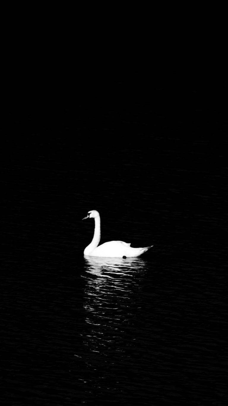 Swan Black Lover Phone Background Wallpaper