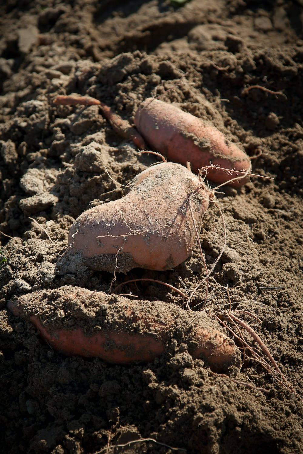 Sweet Potato On Brown Soil Wallpaper