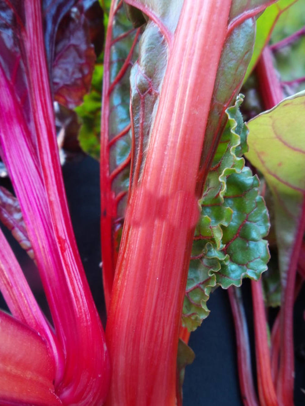 Swiss Chard Vegetable Red Stems Wallpaper