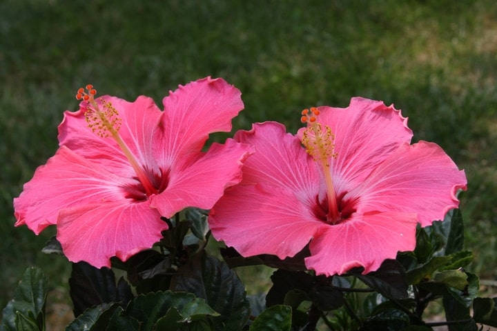 Symbolic Native Hibiscus Wallpaper