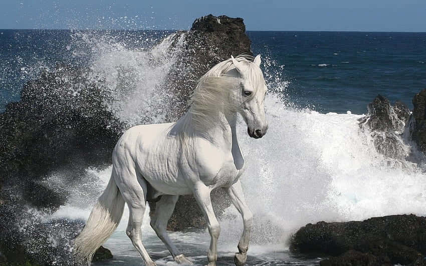 Take A Ride With This Cool Horse Wallpaper