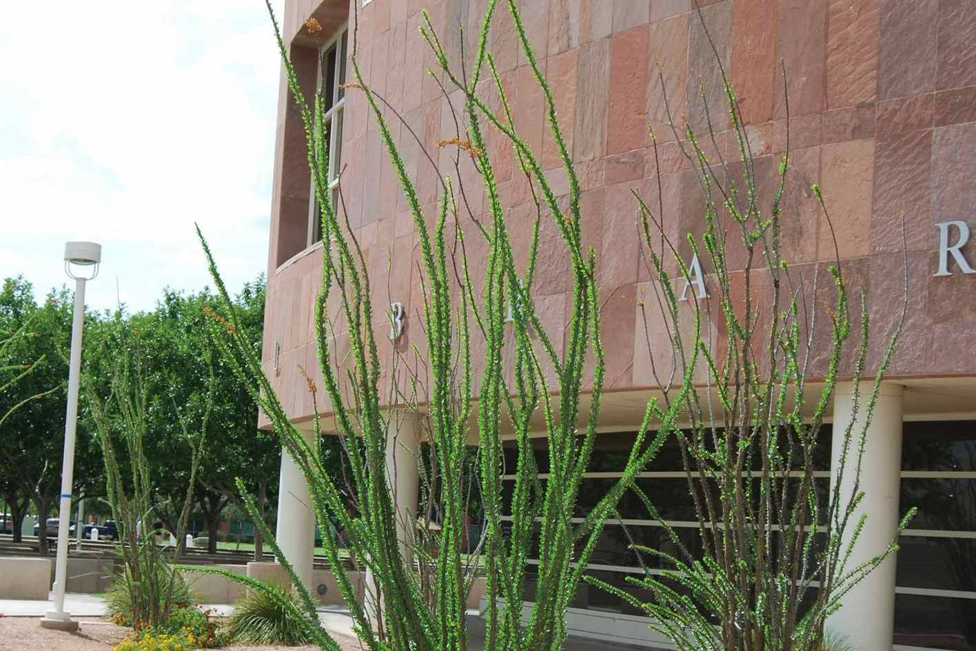 Tall Ocotillo Plants In Chandler Wallpaper