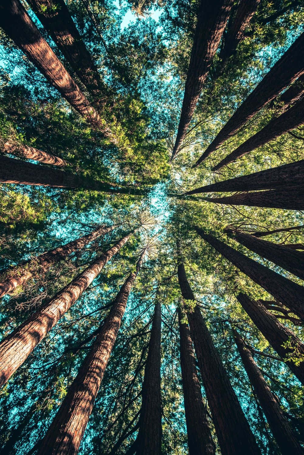 Tall Trees Worms Eye View Shot Wallpaper