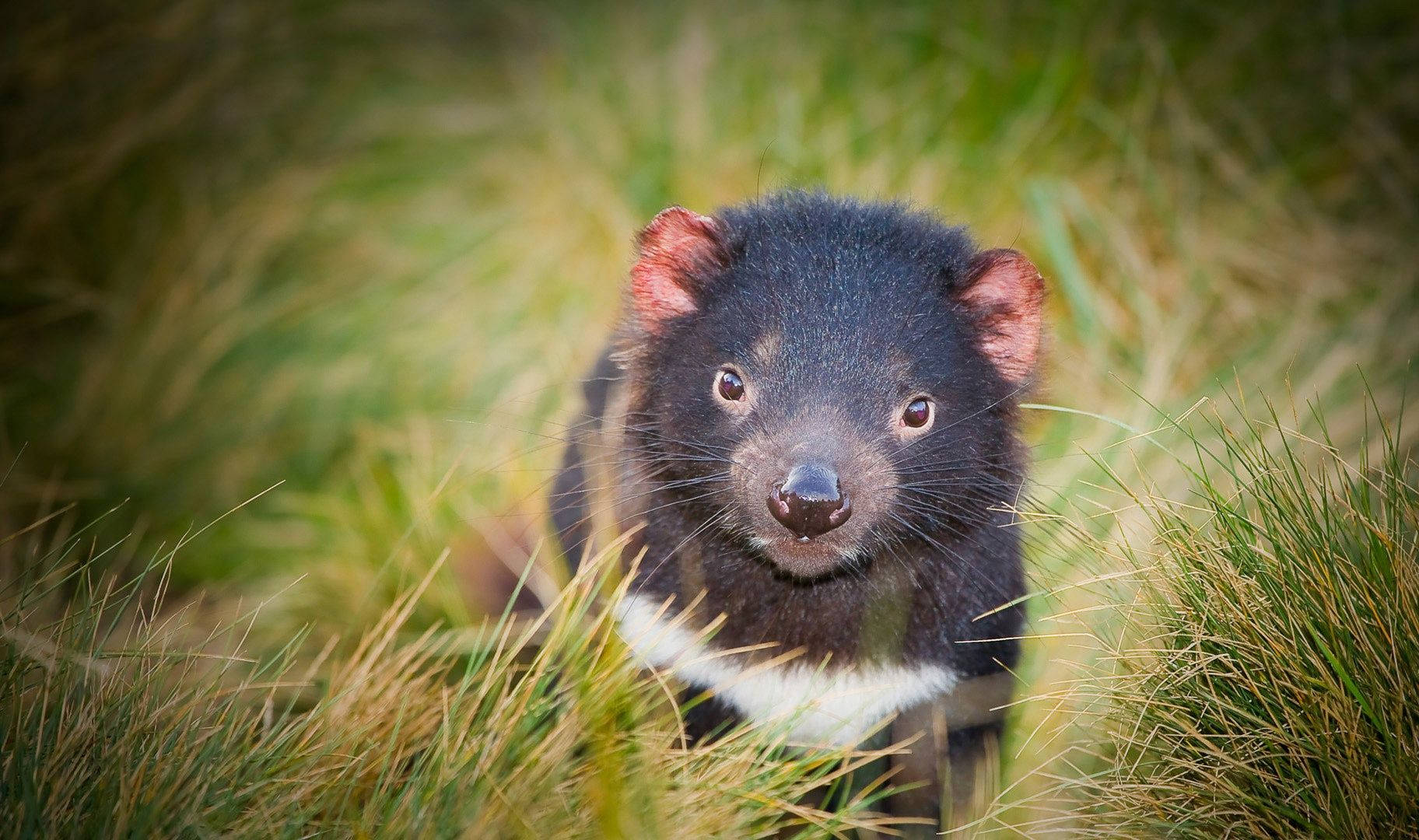 Tasmanian Devil Animal Wallpaper