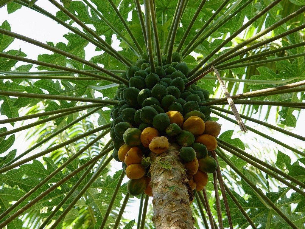 Teeming Papaya Tree With Fruits Wallpaper