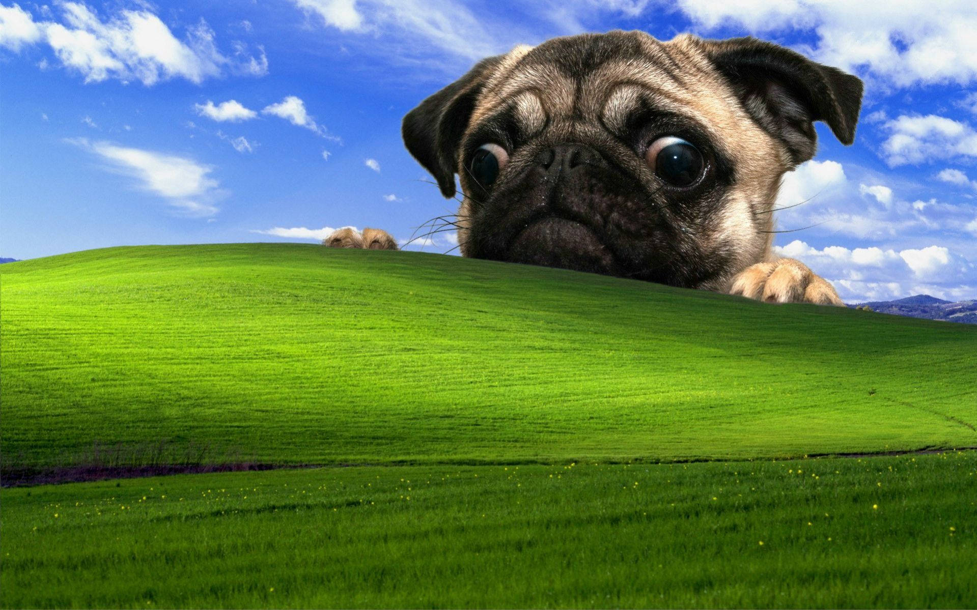 The 13 Best Takes On The Windows Xp Bliss Wallpaper Wallpaper