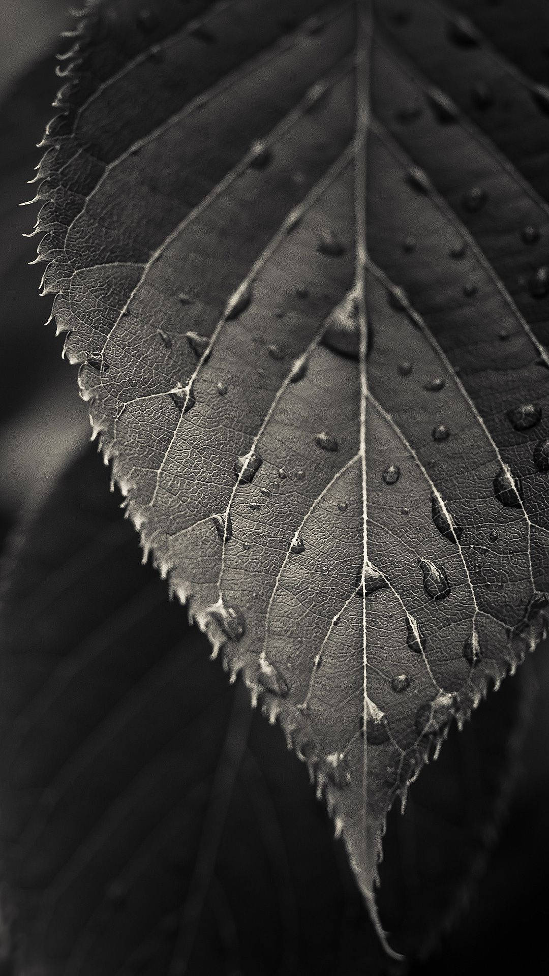 The Beauty Of A Black And White Leaf Wallpaper