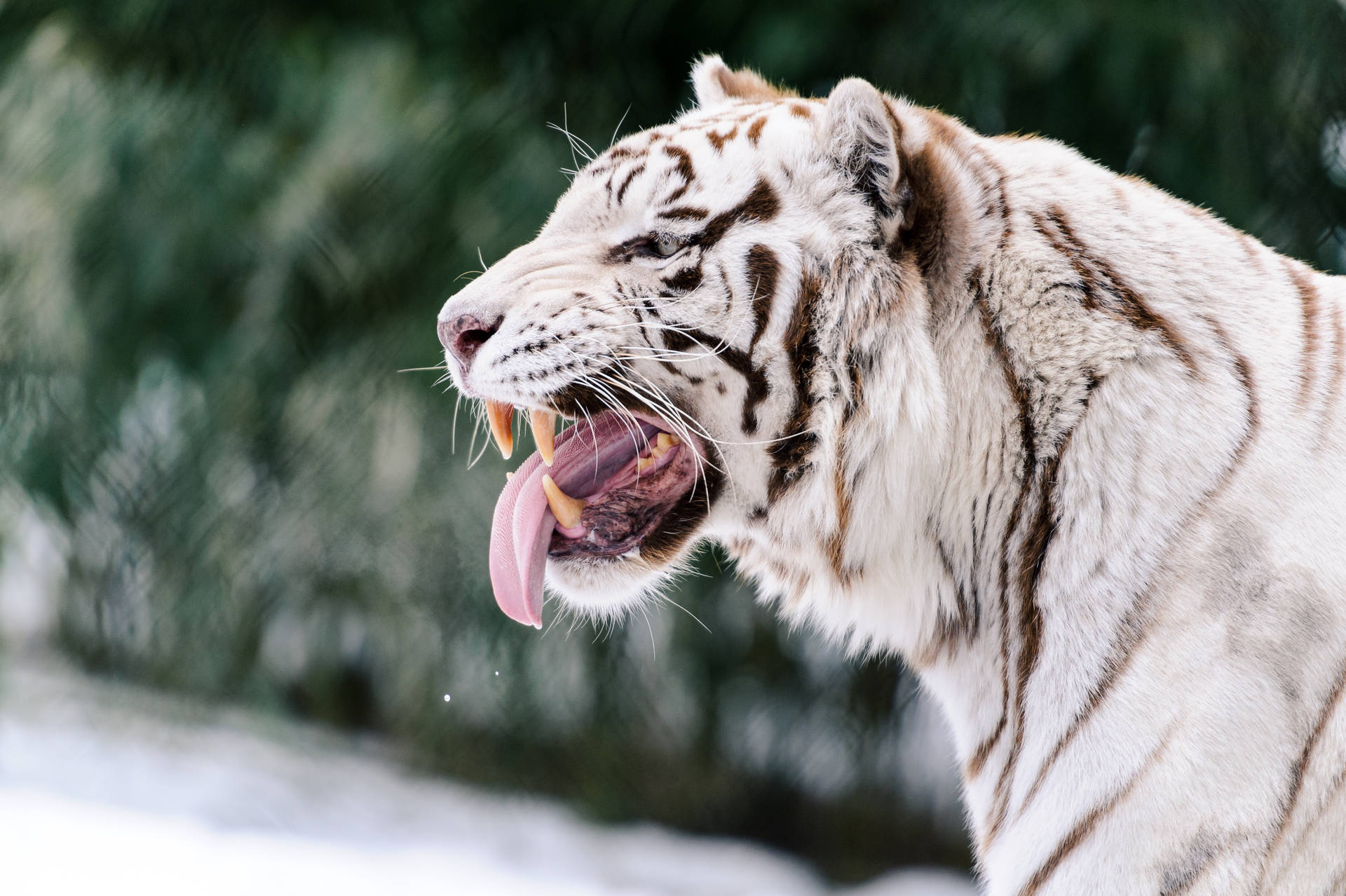 The Fierce White Tiger Wallpaper