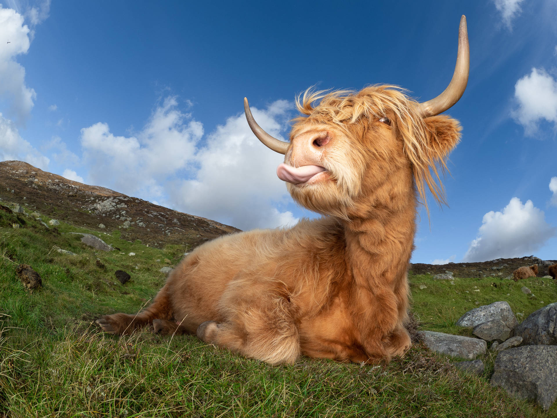 The Furry Uk Highland Cattle Wallpaper
