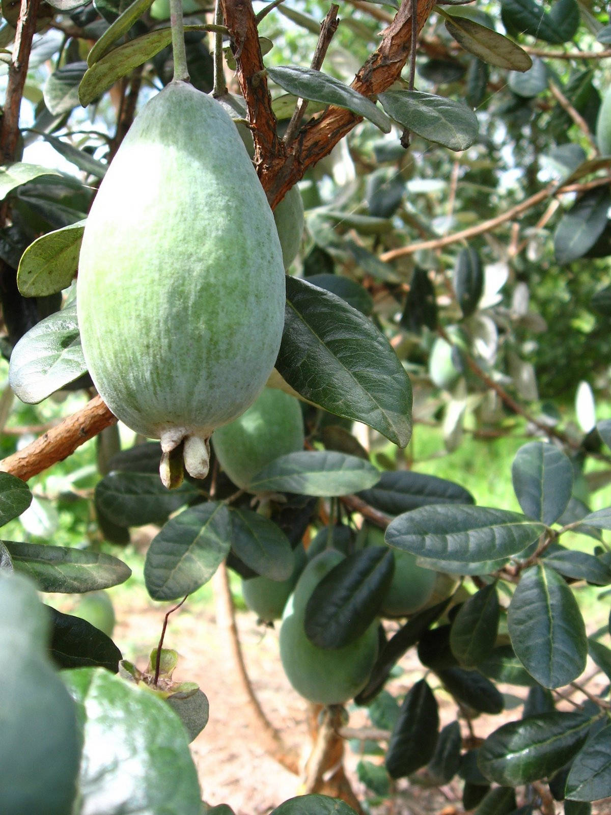 The Lone Feijoa On A Tree Wallpaper