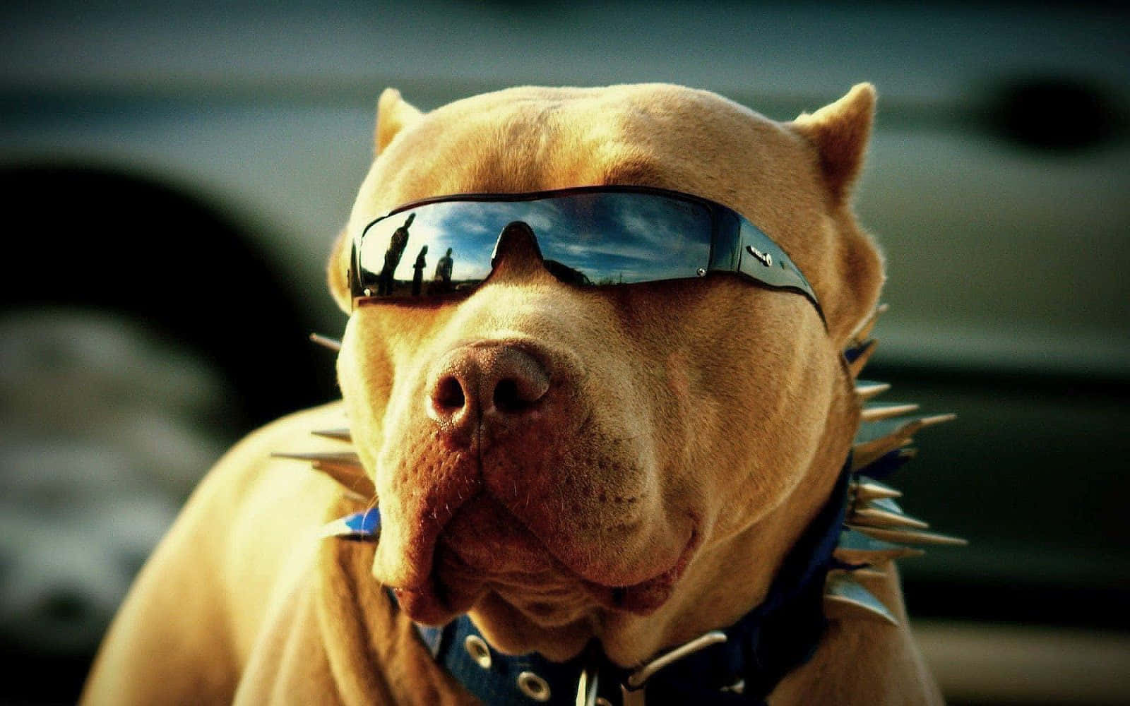 This Pup Is Looking 'cool' With His Shades. Wallpaper