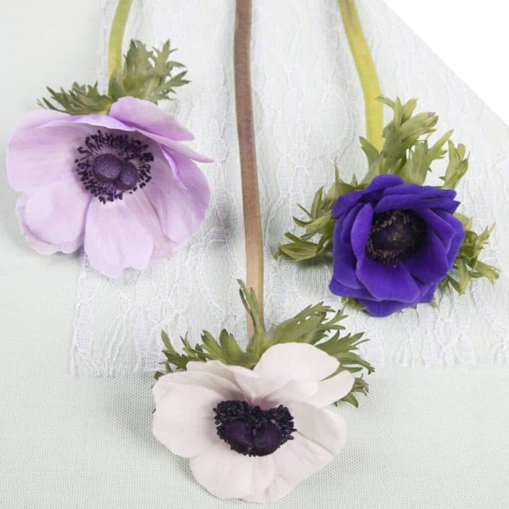 Three Anemone Flowers Wallpaper