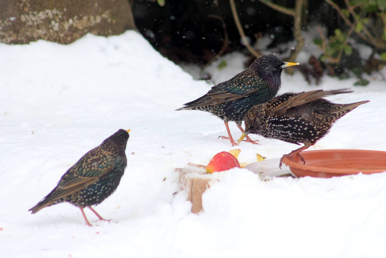 Three Beautiful Birds In Snow Wallpaper