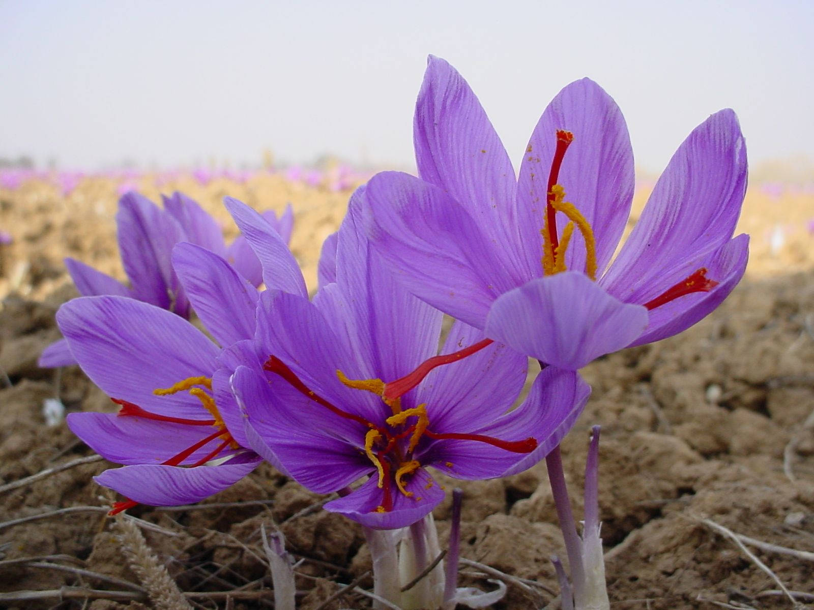 Three Growing Saffron Crocus Wallpaper