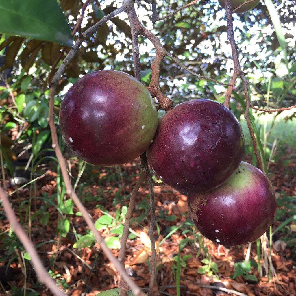 Three Hanging Star Apple Wallpaper