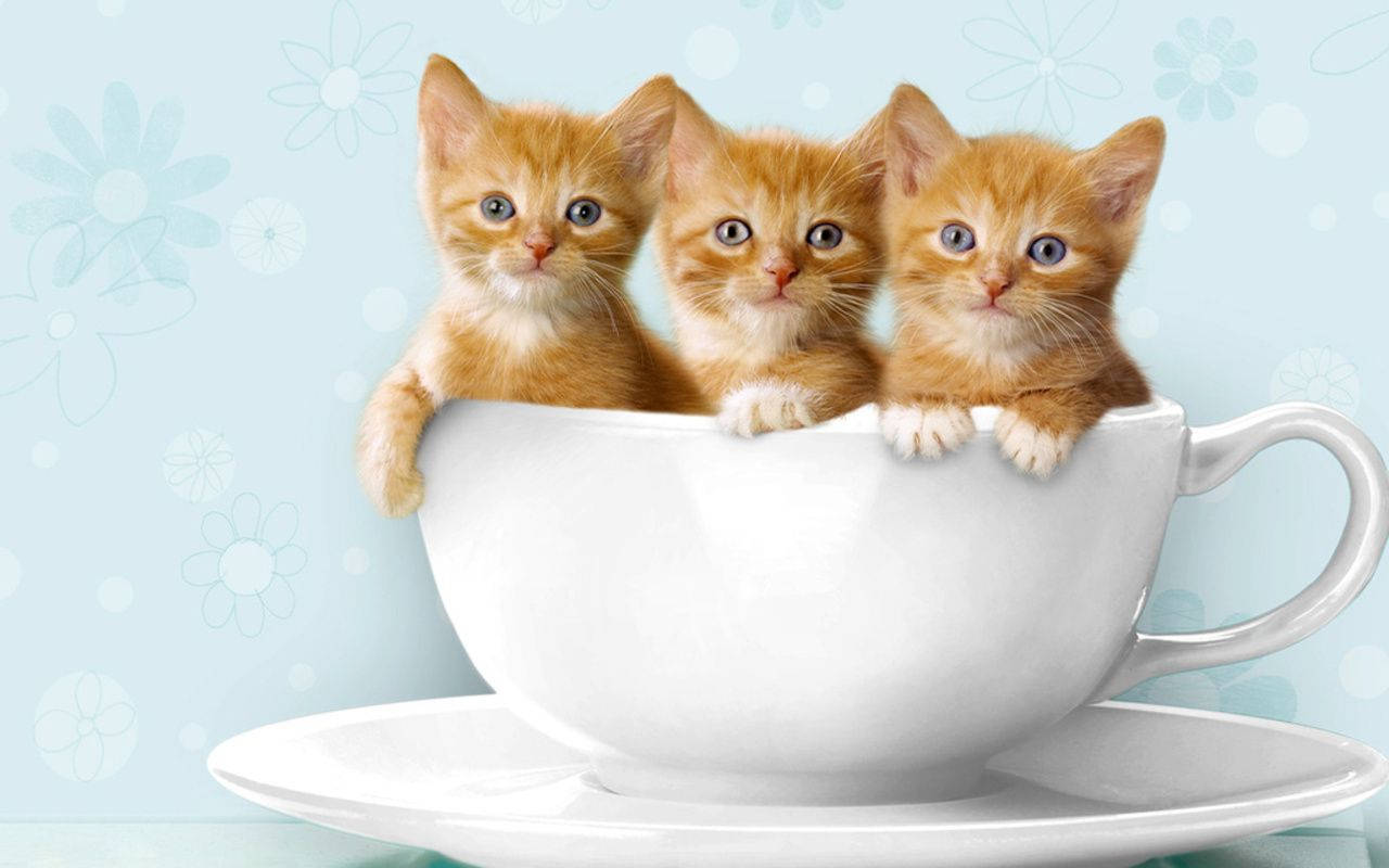 Three Kittens In A Mug Wallpaper
