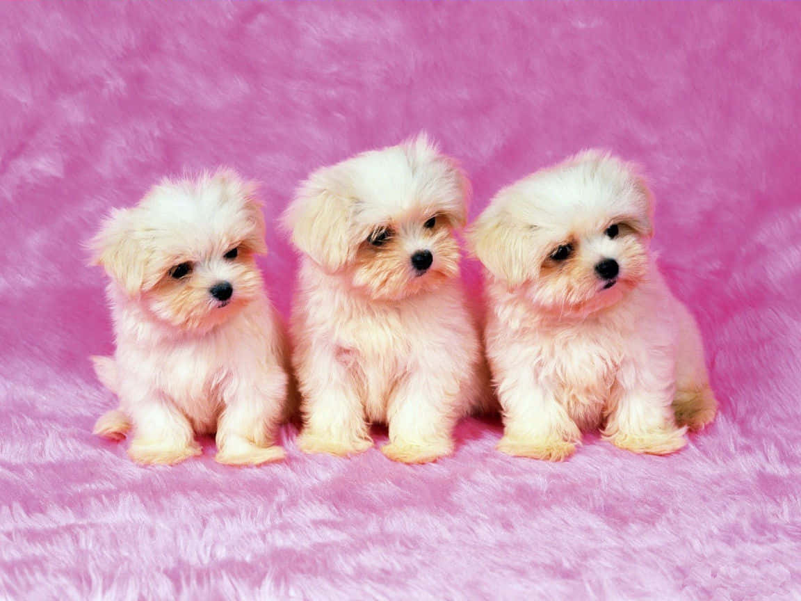 Three Maltese Dog Breeds Wallpaper