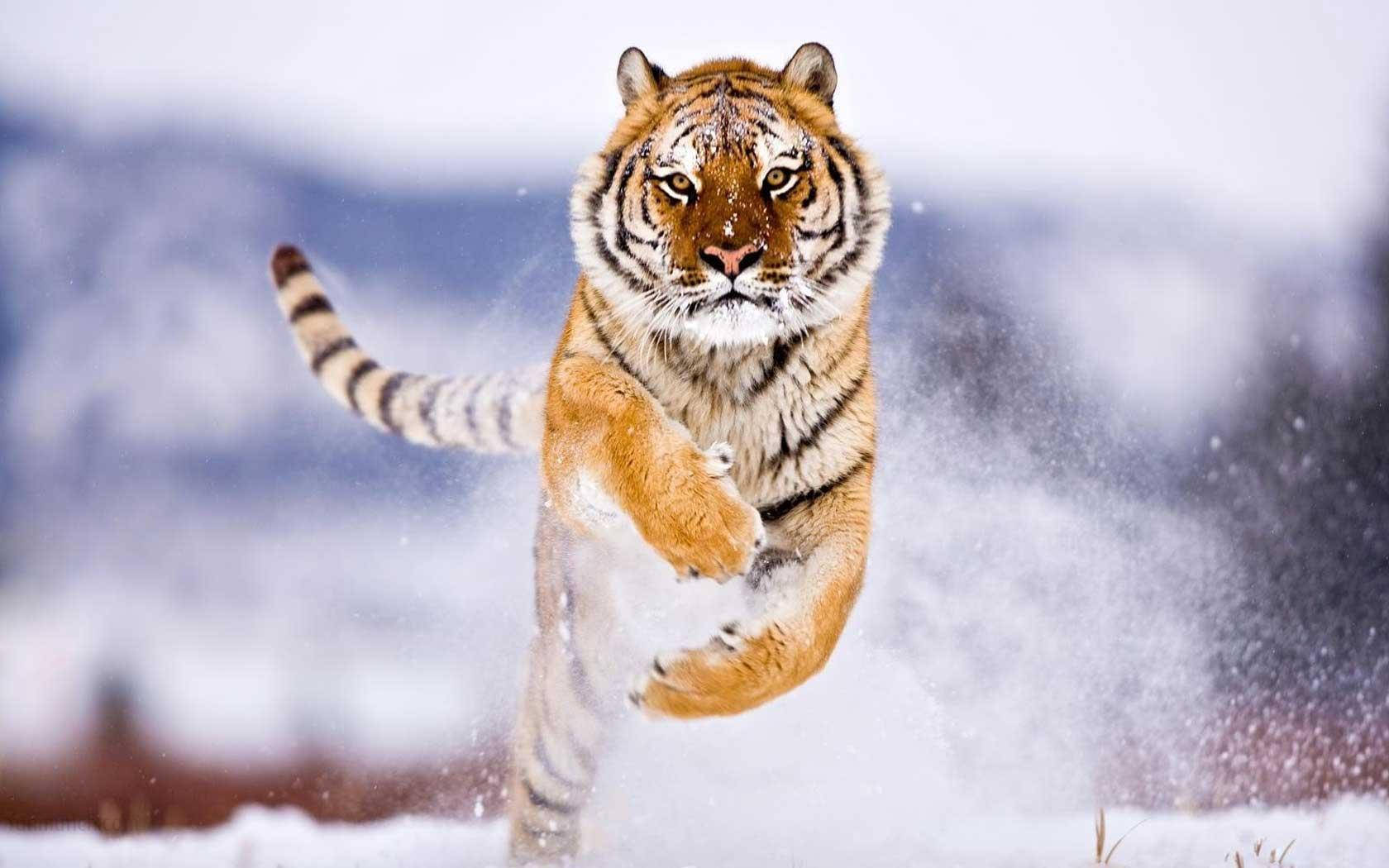 Tiger Animal Running In Snow Wallpaper