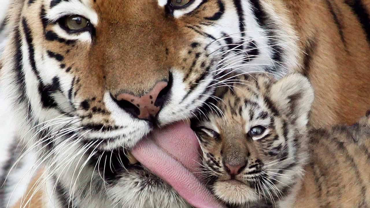 Tiger Licking Cub Animal Wallpaper