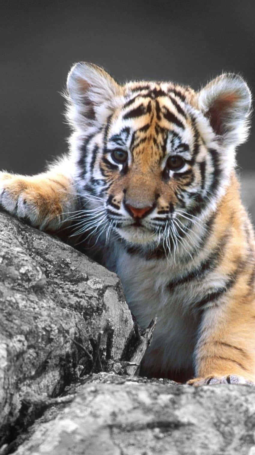 Tiger Phone – Stylish And Powerful New Smartphone Wallpaper