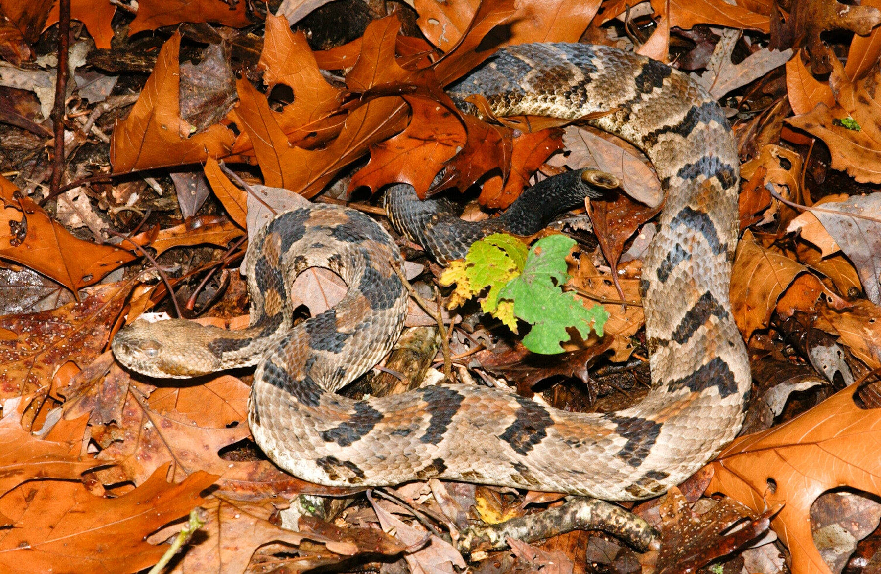 Timber Rattler Snake Blossom Leaves Wallpaper