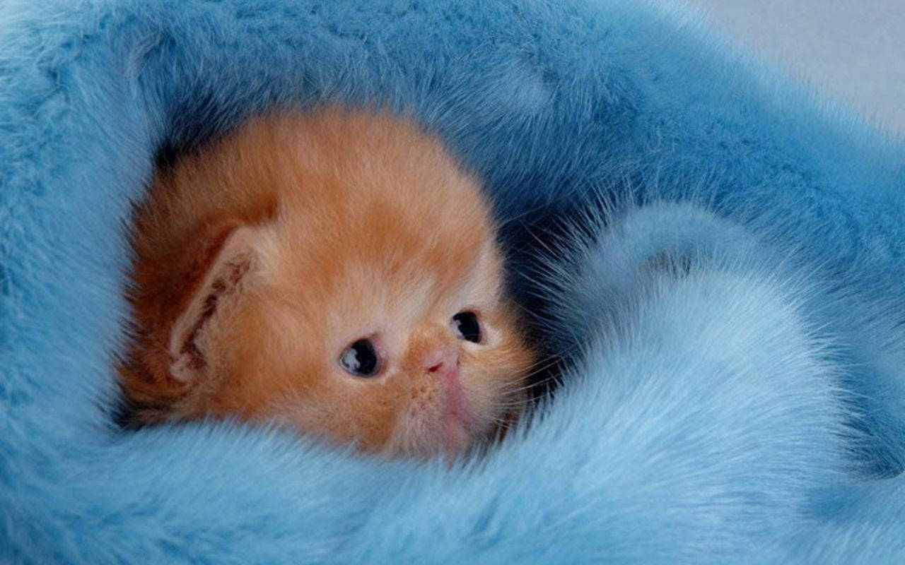Tiny Kitten In Blue Blanket Wallpaper