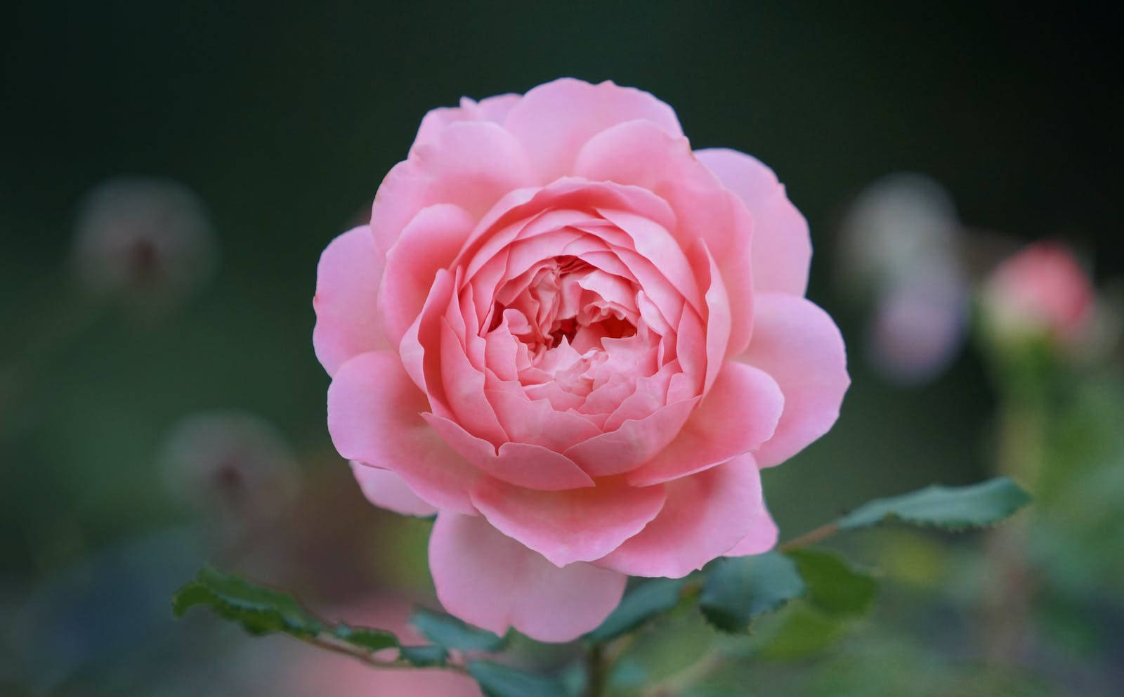 Tiny Pink Rose Hd Wallpaper