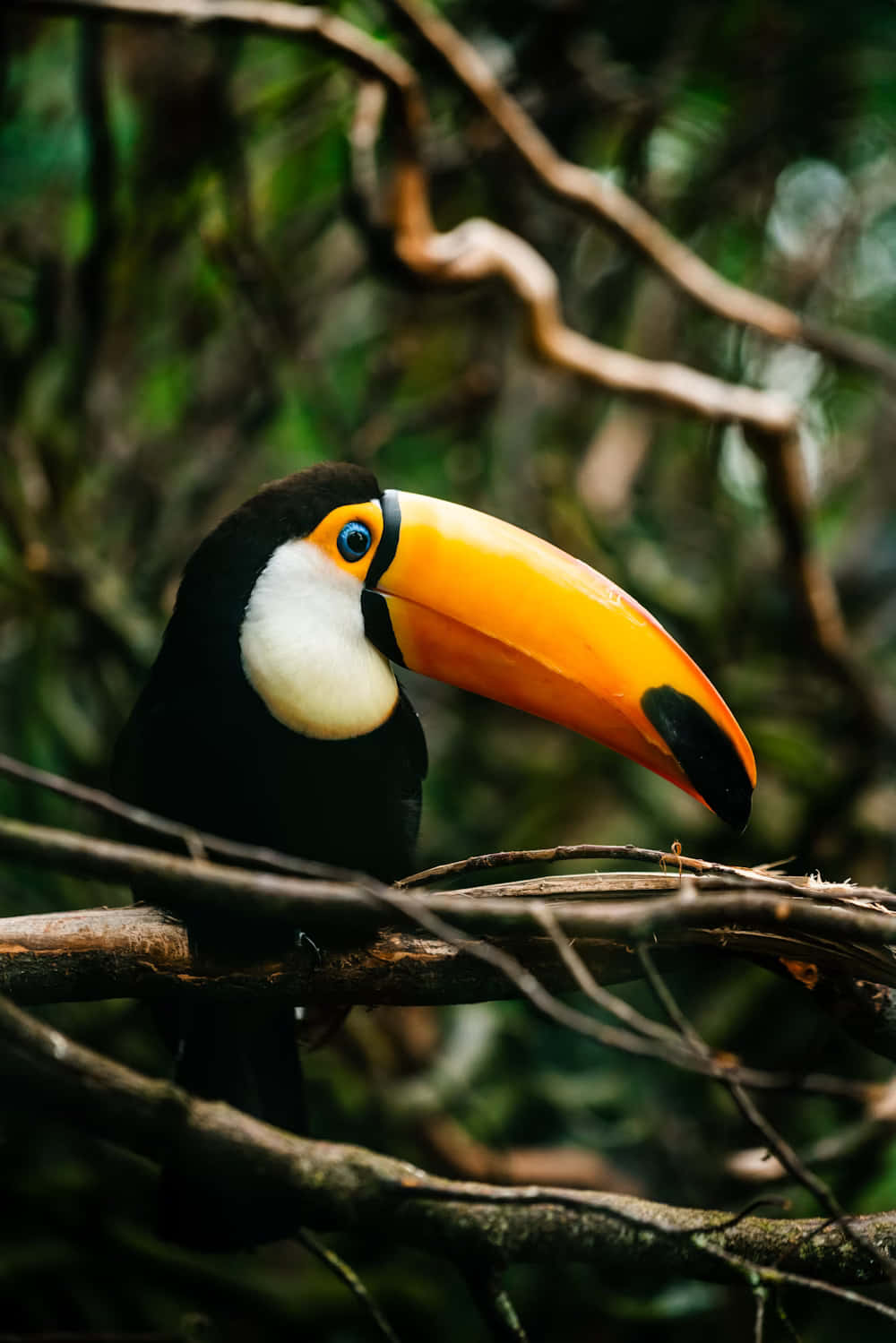 Toco Toucanin Natural Habitat.jpg Wallpaper