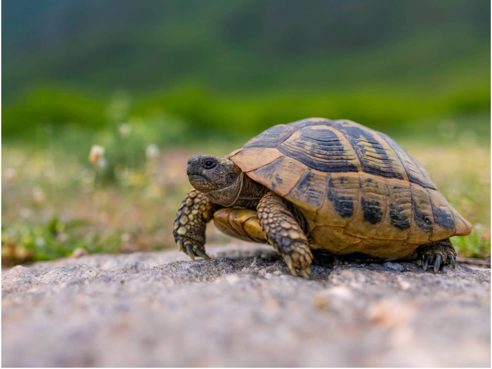 Tortoise Reptile In Nature Wallpaper