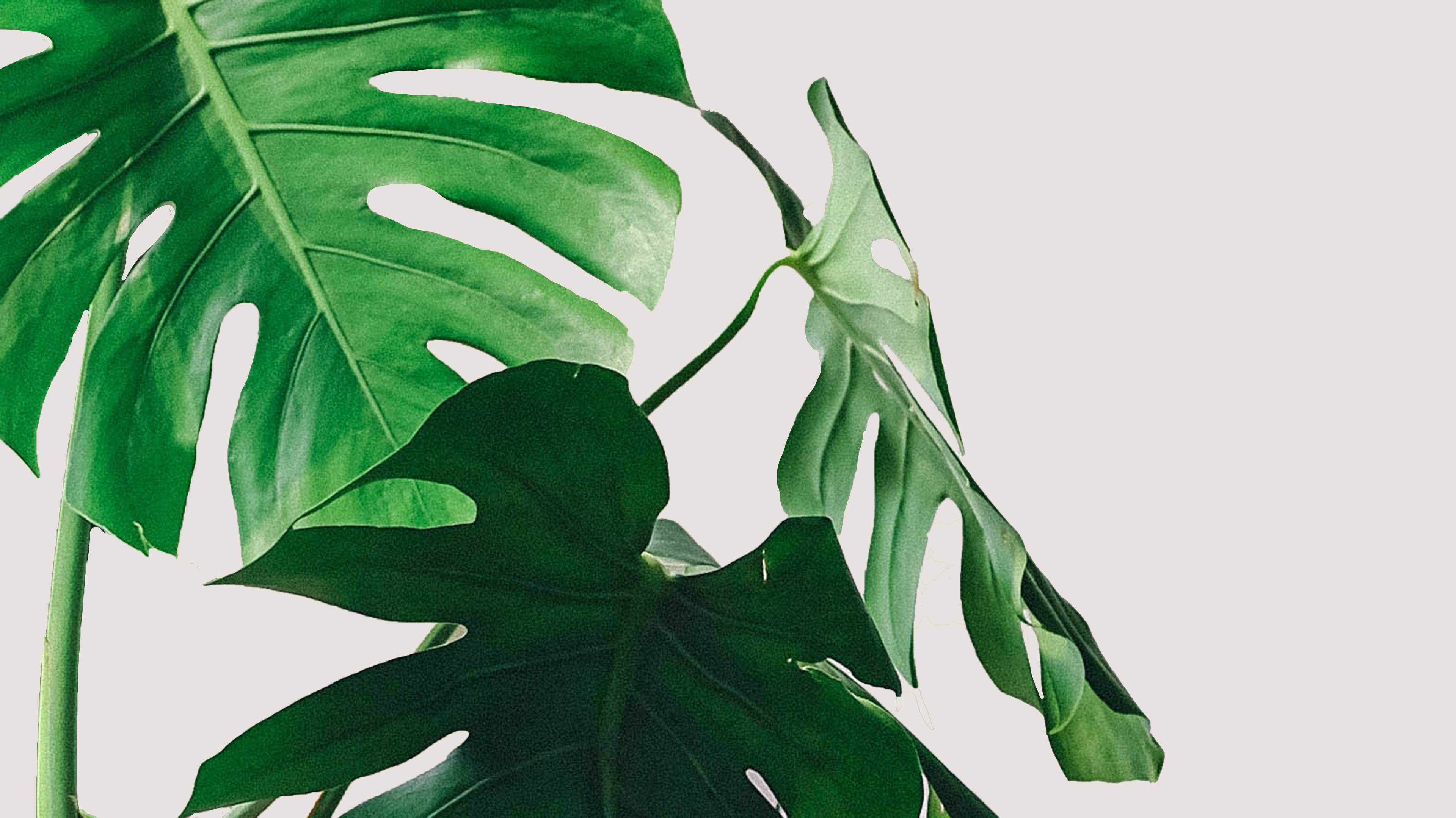 Tranquil Monstera Leaf In Minimalist Setting Wallpaper