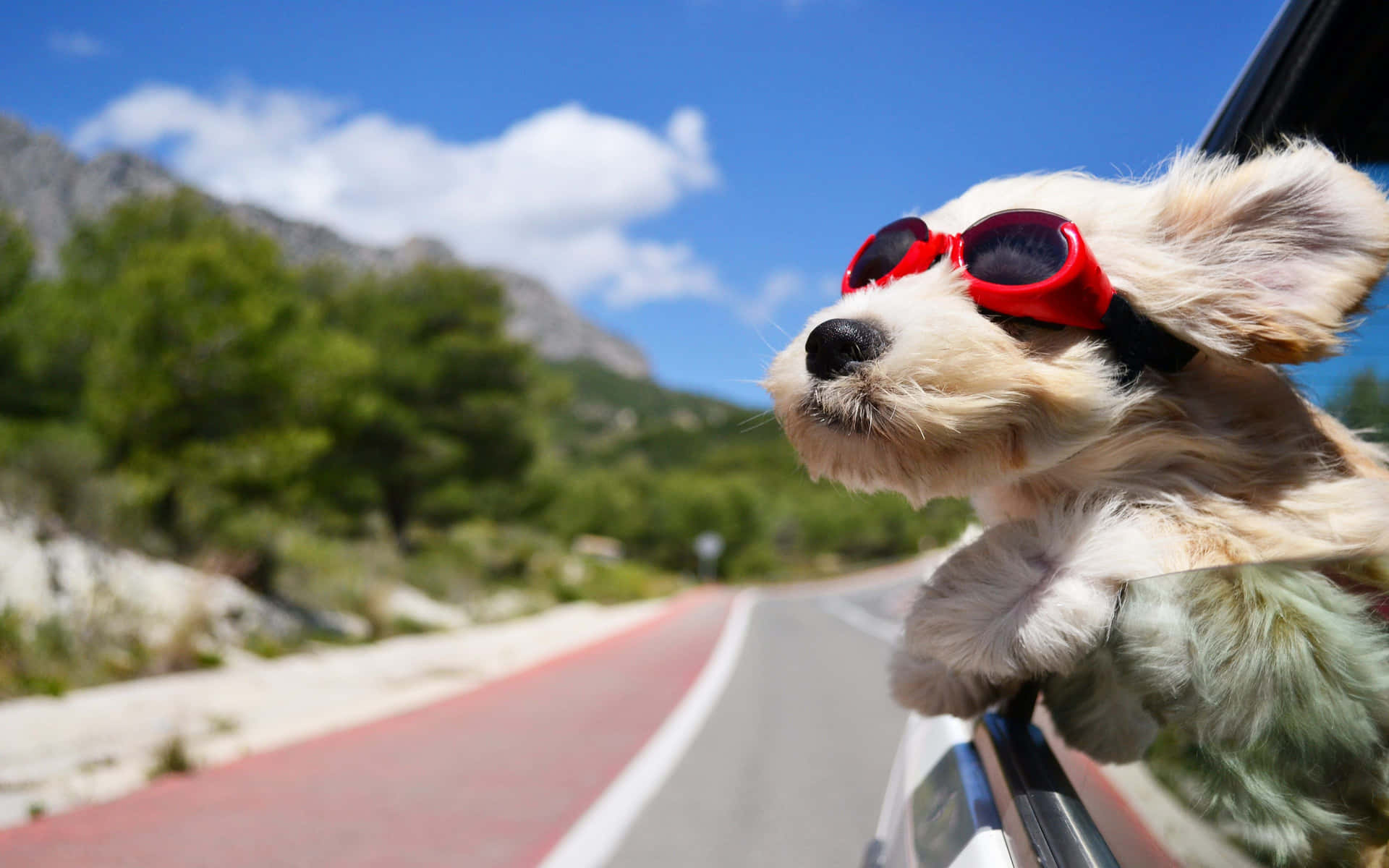 Traveling Cool Dog On A Car Wallpaper