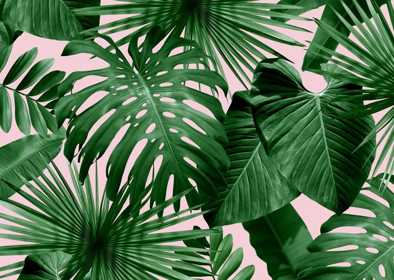 Tropical Green Leaf In Pink Wallpaper