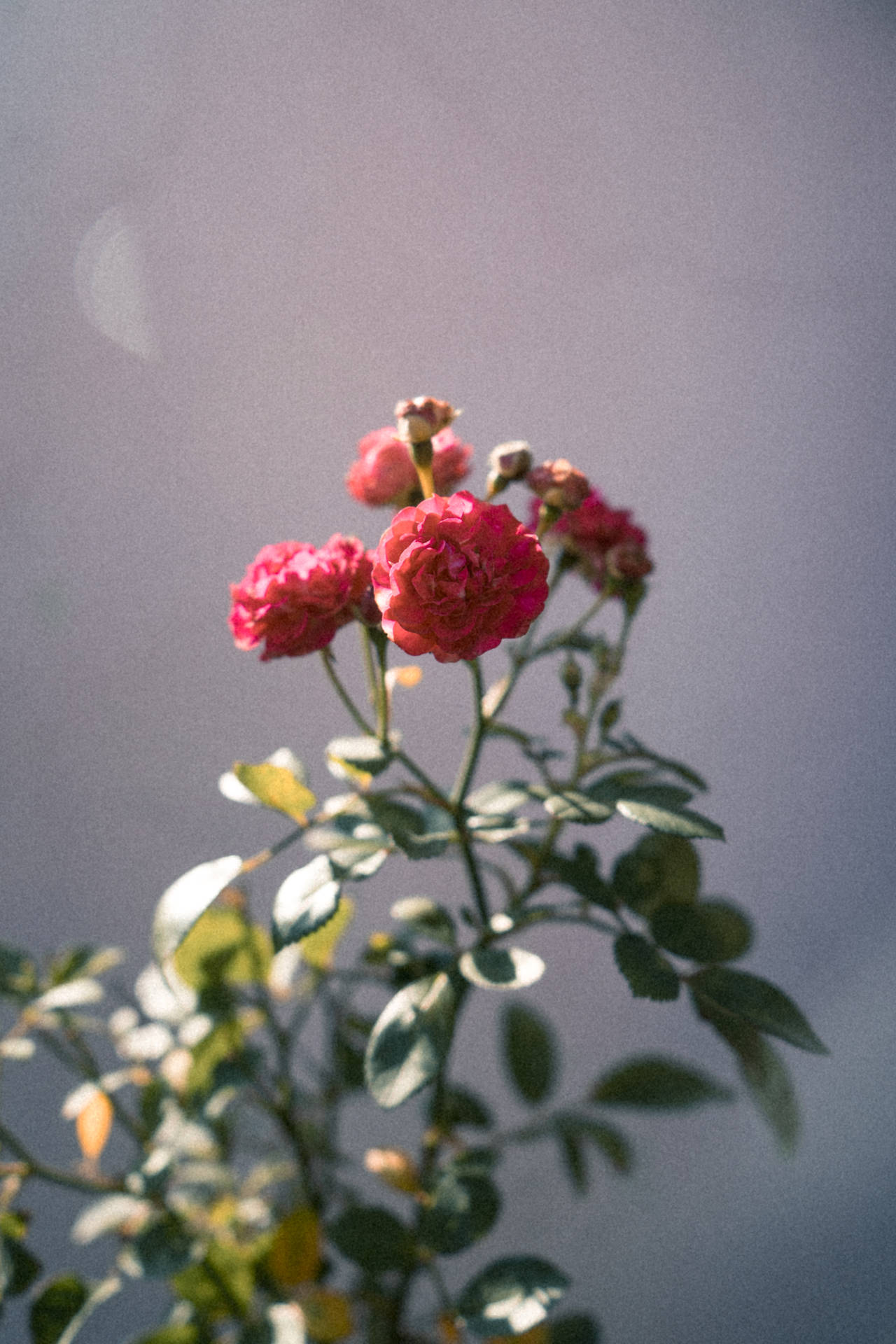 Tumblr Flower Cluster Of Roses Wallpaper