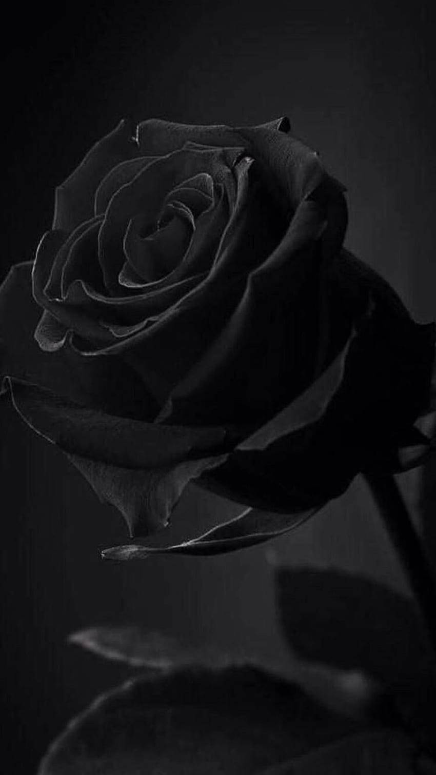 Tuscany Superb Black Rose Iphone Wallpaper